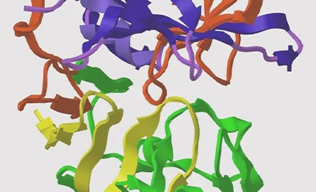 Enzyme Carriers